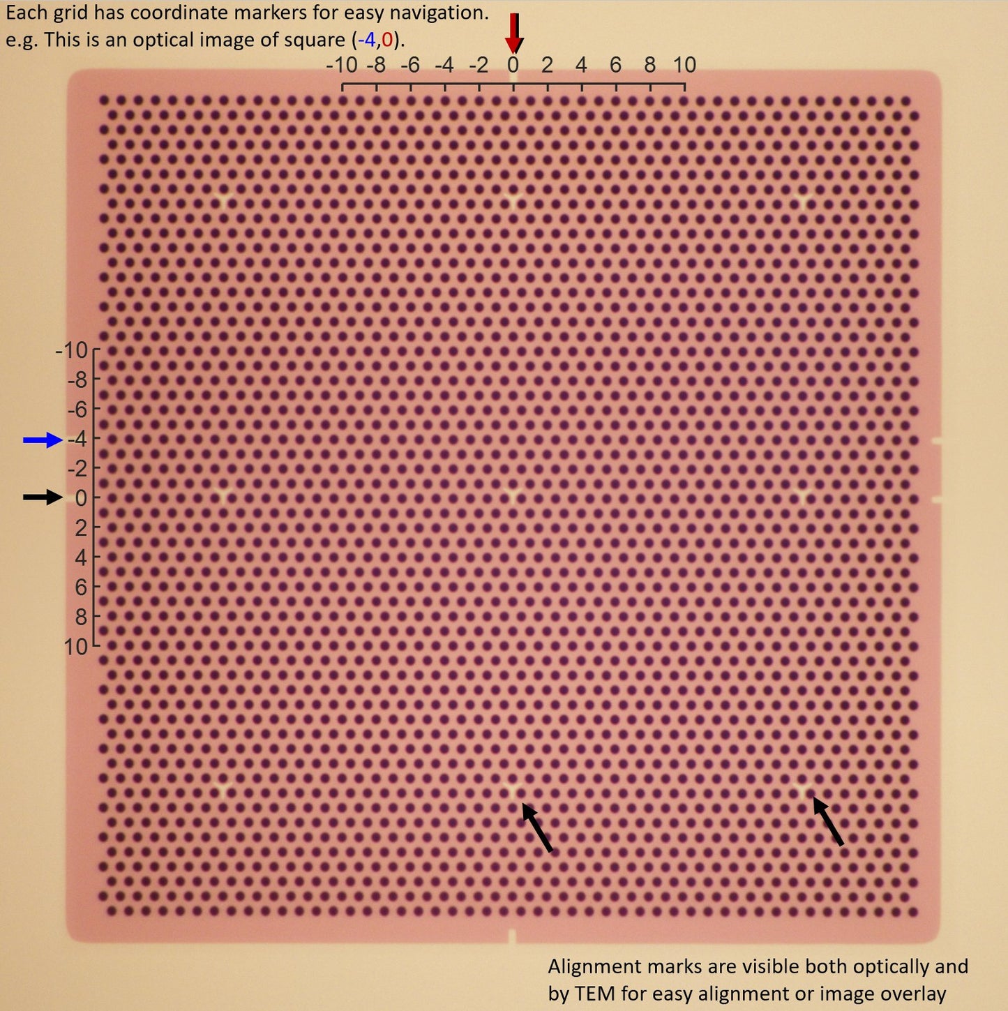 All-gold TEM grid, 200 mesh, with 1 um holes for cryo-CLEM (25 pack)
