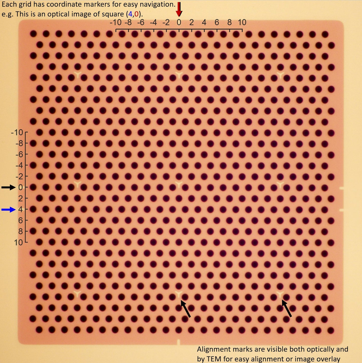 All-gold TEM grid, 200 mesh, with 2 um holes for cryo-CLEM (25 pack)