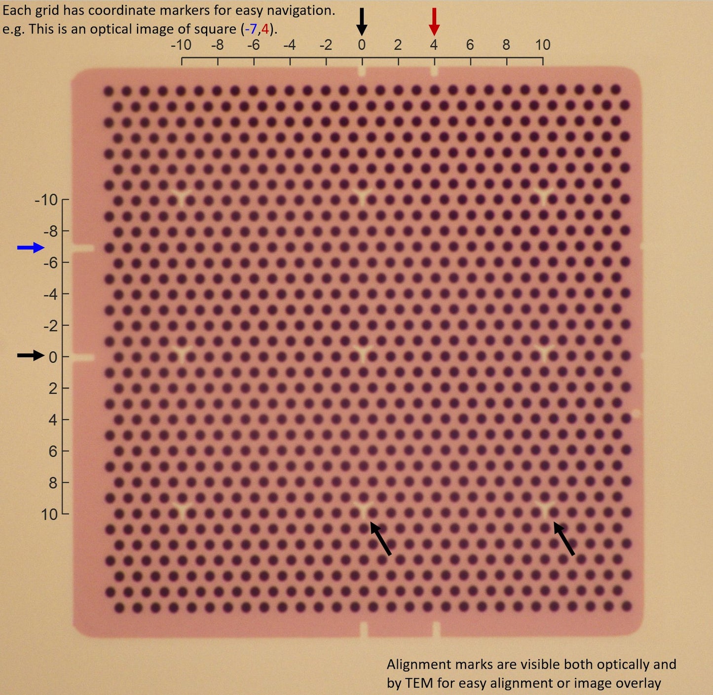 All-gold TEM grid, 300 mesh, with 1 um holes for cryo-CLEM (25 pack)