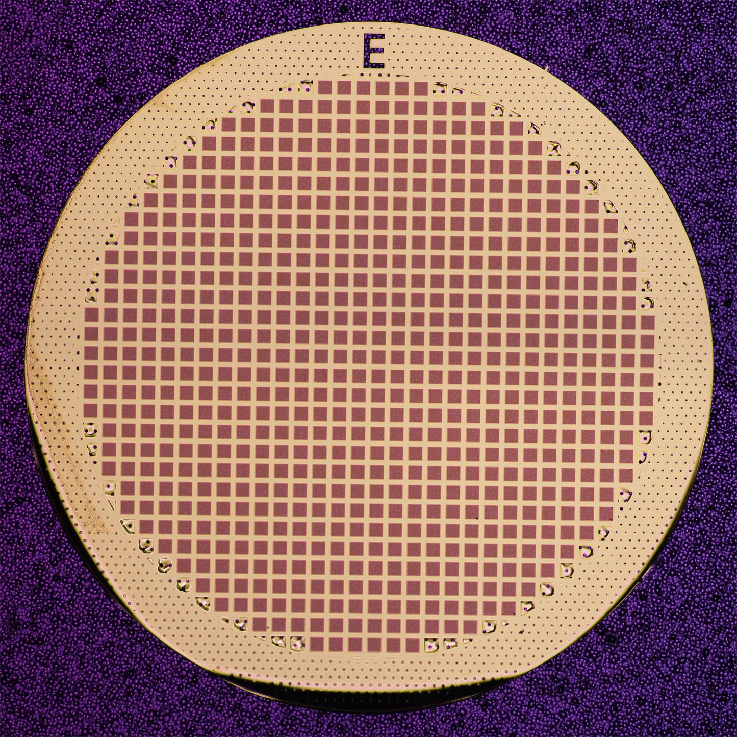 All-gold TEM grid, 300 mesh, with 2 um holes for cryo-CLEM (25 pack)
