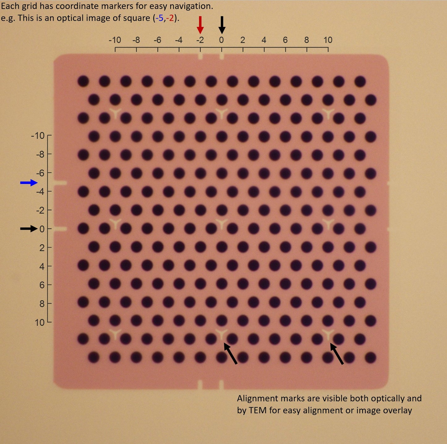 All-gold TEM grid, 300 mesh, with 2 um holes for cryo-CLEM (25 pack)