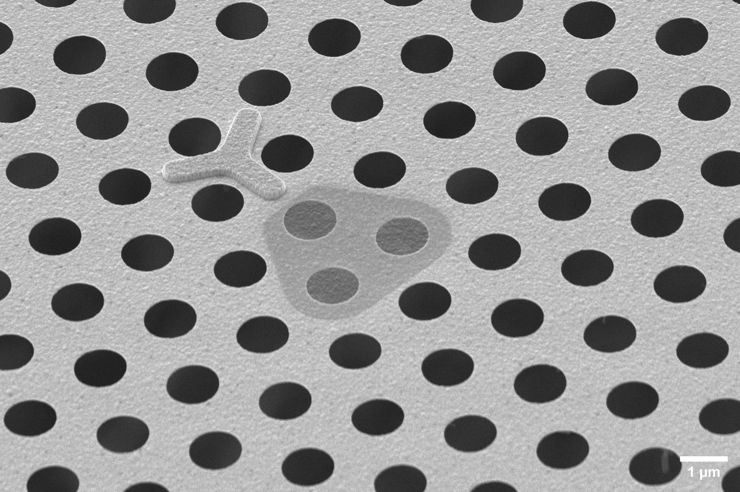 All-gold TEM grid, 200 mesh, with 1 um holes for cryo-CLEM (25 pack)