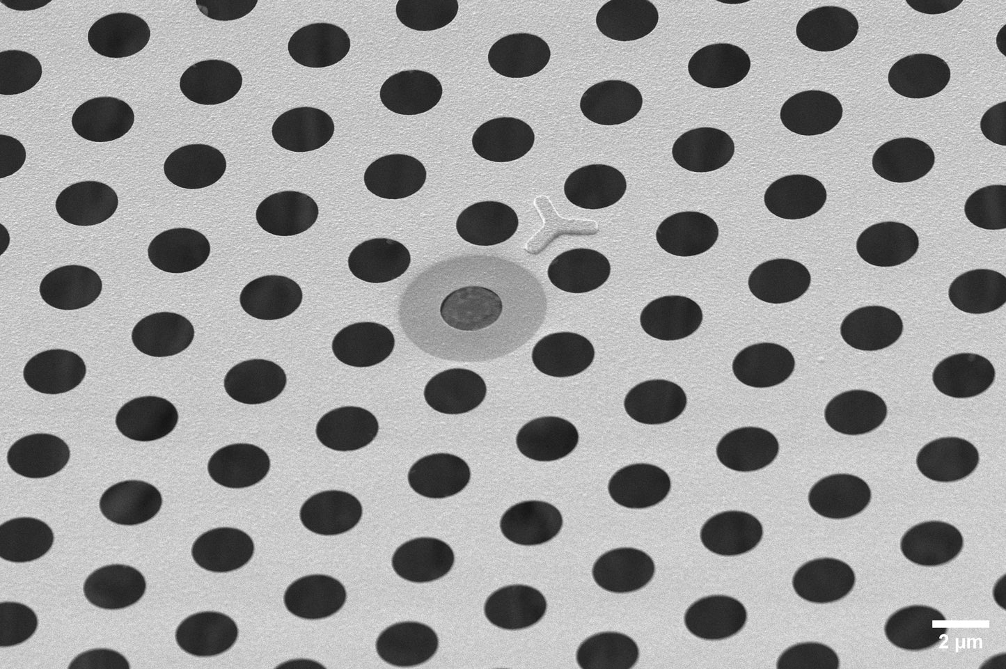 All-gold TEM grid, 200 mesh, with 2 um holes for cryo-CLEM (25 pack)