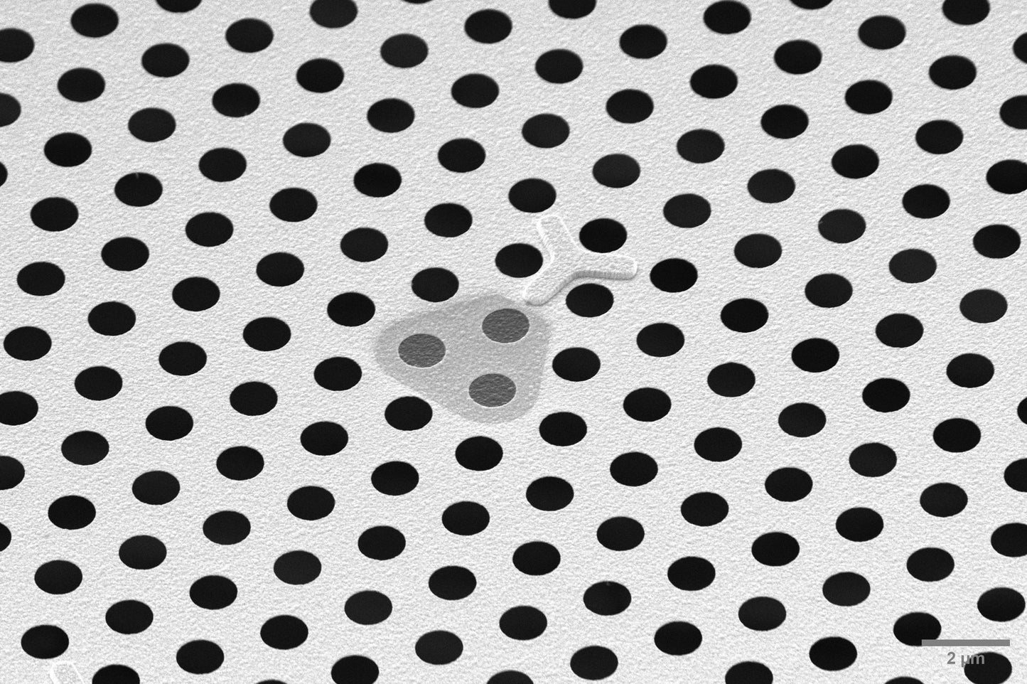 All-gold TEM grid, 300 mesh, with 1 um holes for cryo-CLEM (25 pack)