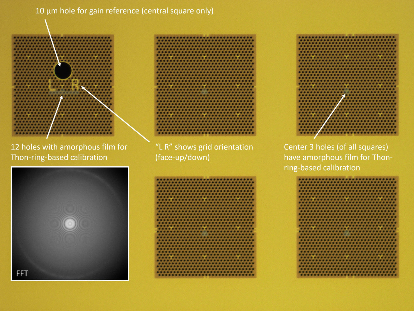 All-gold TEM grid, 300 mesh, with 1 um holes for cryo-CLEM (25 pack)