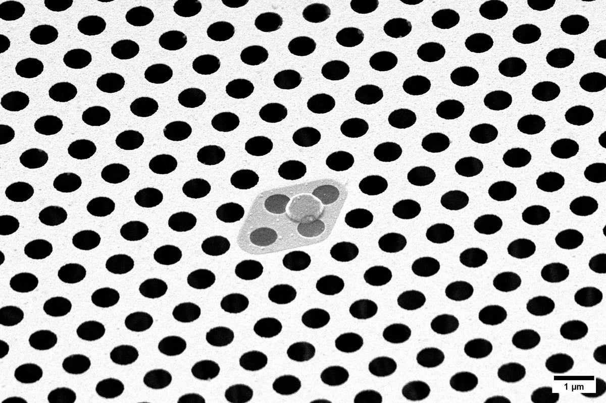 All-gold TEM grid, 300 mesh, with 600 nm holes (25 pack)